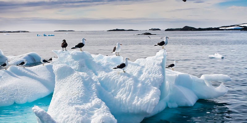 Seagulls in Antarctica
